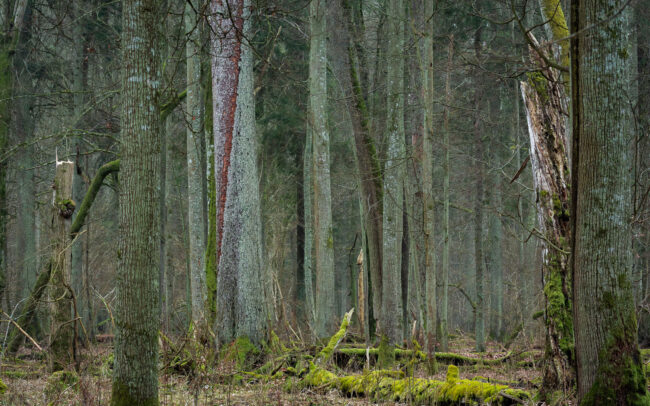 Bialowieza-Forest-Unesco-site