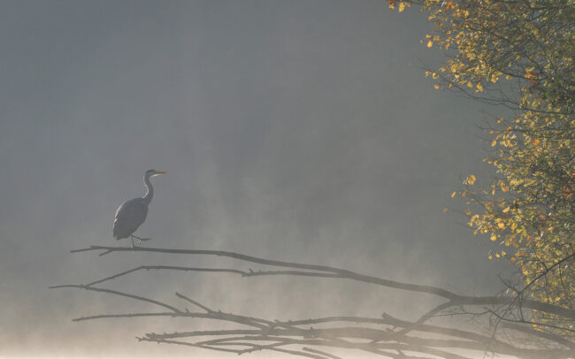 Demeuse-Frédéric-wildlife-photographer