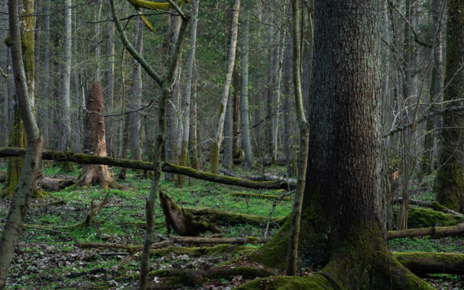 Frédéric-Demeuse-Bialowieza-Forest-Poland