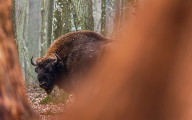 Frédéric-Demeuse-Bialowieza-forest-Poland-Bison-bonasus-bonasus-wildlife-photography