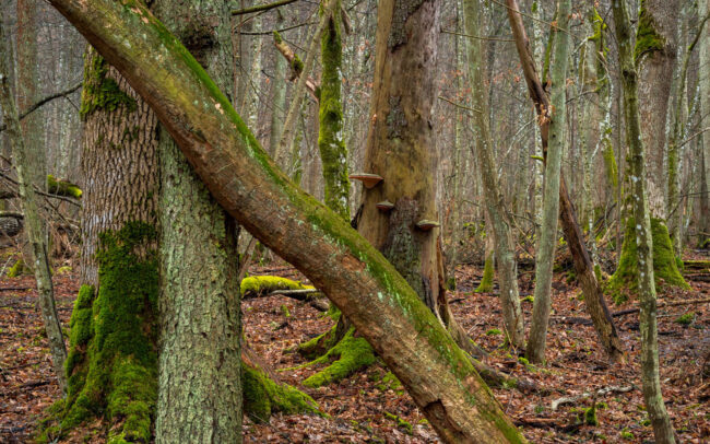 Frédéric-Demeuse-Bialowieza-forest-Poland-trunks-Debowy-Grad