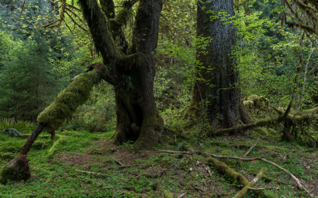 Frédéric-Demeuse-Bogachiel-rainforest