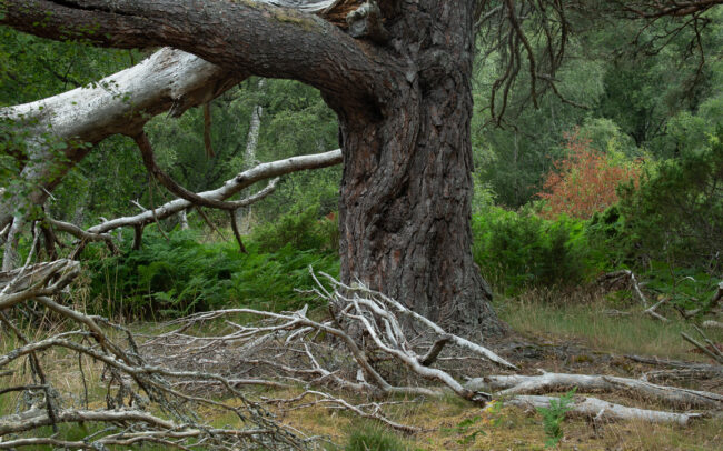 Frédéric-Demeuse-Caledonian-Forest-Rothiemurchus Forest-Scotland