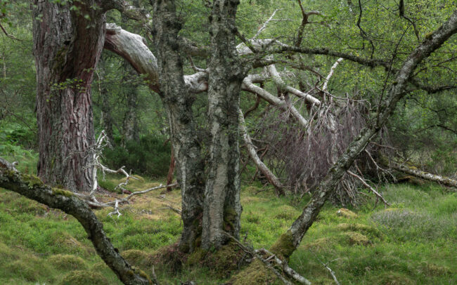 Frédéric-Demeuse-Caledonian-pine-forest-2