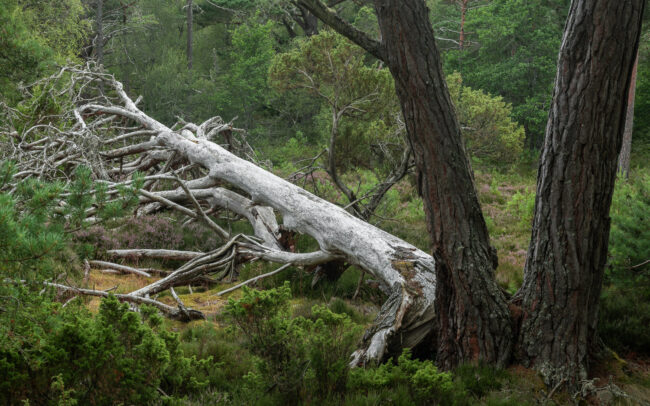 Frédéric-Demeuse-Caledonian-pine-forest