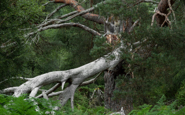 Frédéric-Demeuse-Caledonian-pine-forest-Rothiermurchus