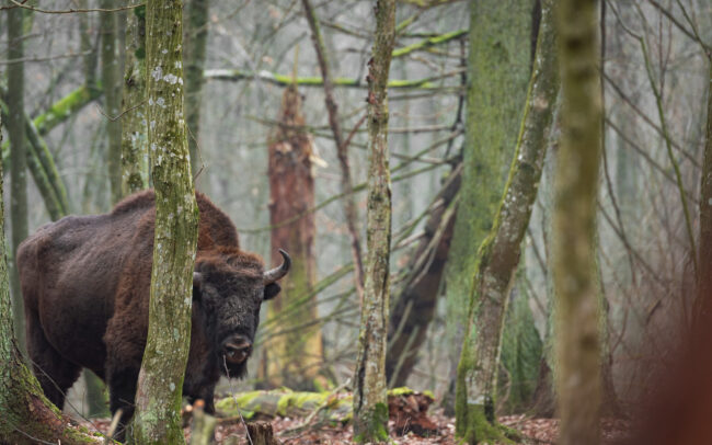Frédéric-Demeuse-European-bison-Bialowieza-Forest-Poland