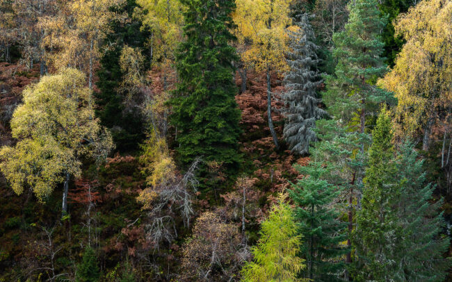 Frédéric Demeuse-Photography-Forest-Scotland-Autumn