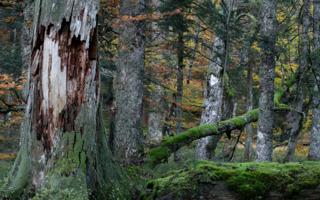 Frédéric Demeuse-Photography-forgotten-places-primary-forest