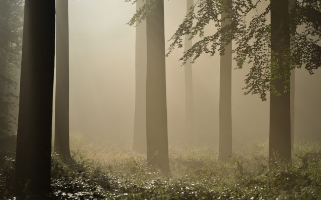 Frédéric-Demeuse-Sonian-Forest-October