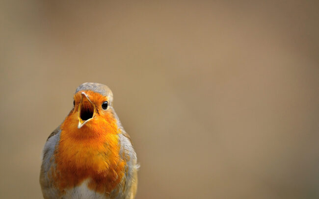 Frédéric-Demeuse-bird-photography-rougegorge-familier-european-robin