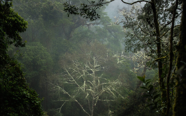 Frédéric-Demeuse-cloud-forest-los-quetzales-costa-rica