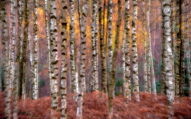 Frédéric-Demeuse-forest-impression-autumn