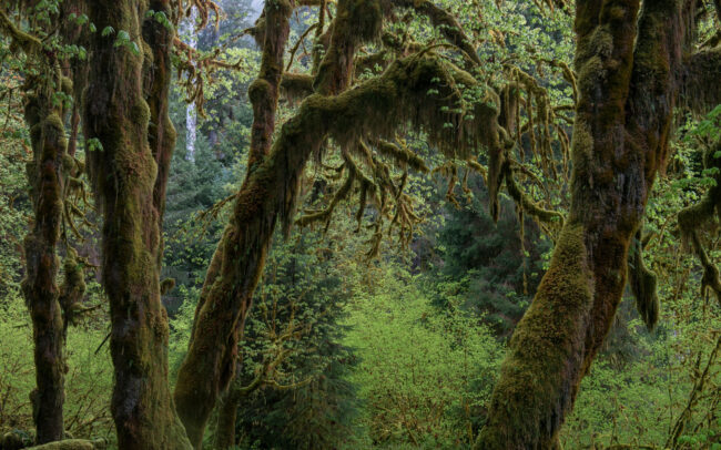 Frédéric-Demeuse-forest-photography-Bogachiel-Rainforest-emperate-rainforest-olympic-peninsula-3