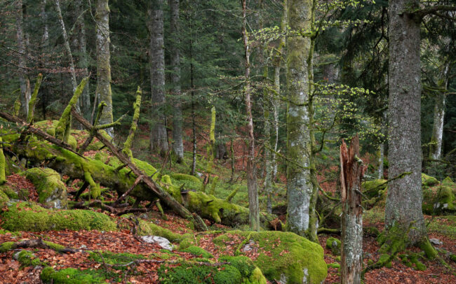 Frédéric-Demeuse-forest-photography-Retezat-Mountains