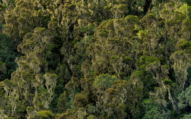 Frederic-Demeuse-forest-photography-Rwenzori mountains