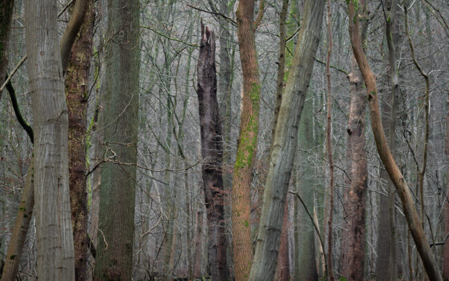Frédéric-Demeuse-forest-photography-Sonian-Forest-Unesco-site