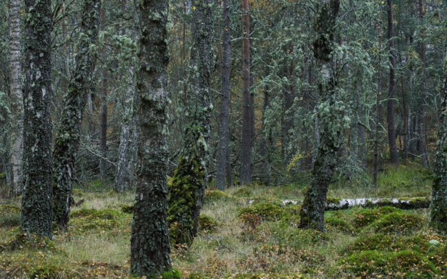 Frédéric-Demeuse-forgotten-forest