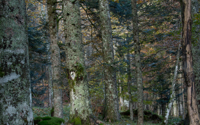 Frédéric-Demeuse-forgotten-forest-4
