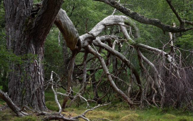 Frédéric-Demeuse-forgotten-forest