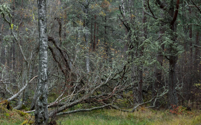 Frédéric-Demeuse-forgotten-forest-Rothimurchus-Scotland