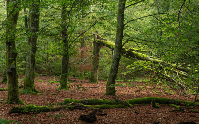 Frédéric-Demeuse-forgotten-places-forest