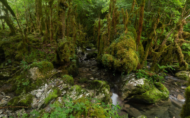 Frédéric-Demeuse-forgotten-places-forest-Pyrenees
