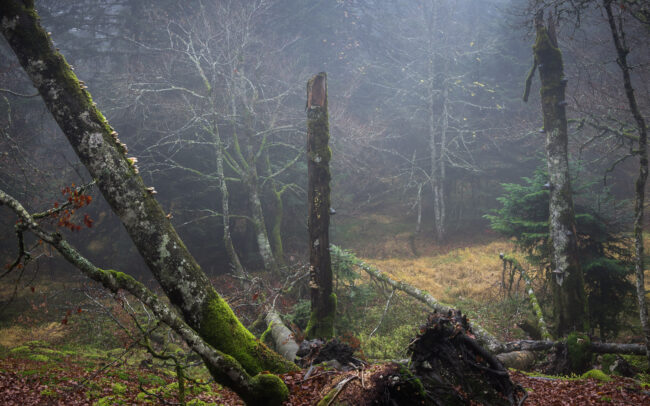 Frédéric-Demeuse-forgotten-places-primary-forest