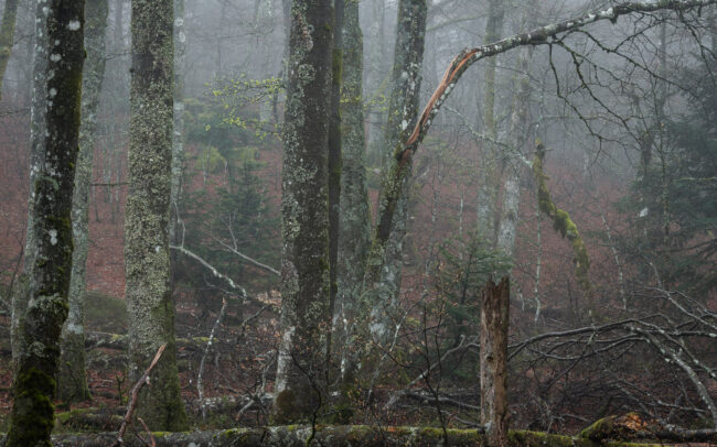 Frédéric-Demeuse-forgotten-places-primary-forest-2