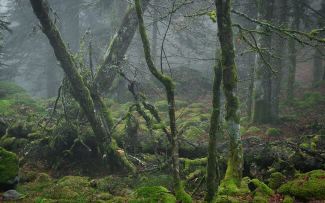 Frédéric-Demeuse-forgotten-places-primary-forest-4