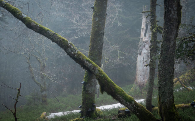 Frédéric-Demeuse-forgotten-places-primary-forest