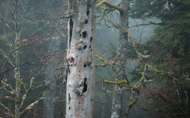 Frédéric-Demeuse-old-forest-photography