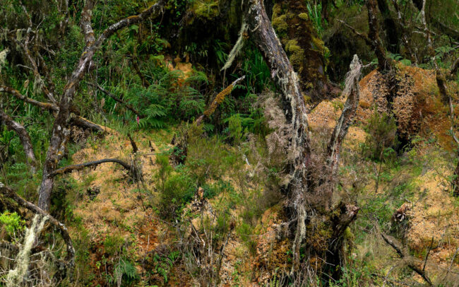 Frederic-Demeuse-photographer-Rwenzori-orchid