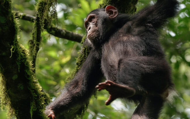Frédéric-Demeuse-photographer-nature-chimpanzee-kibale-forest-uganda-2
