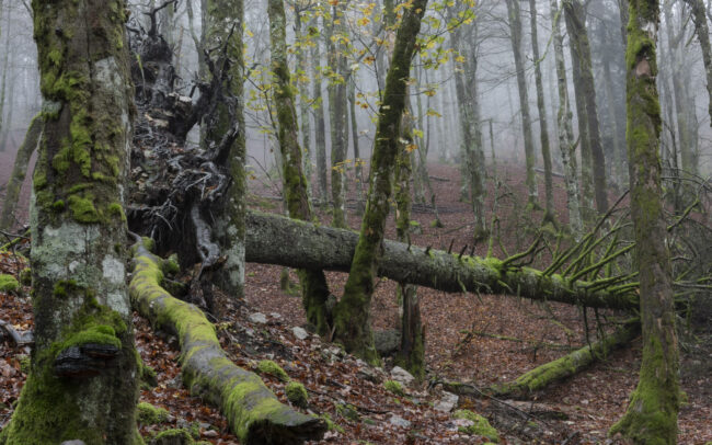 Frédéric-Demeuse-photography-forêts-primaires-forgotten-places