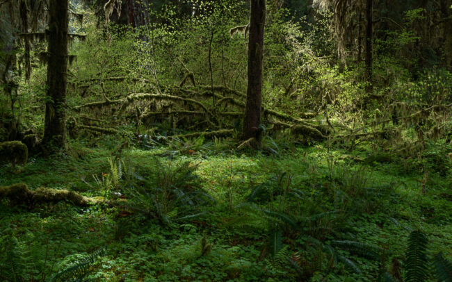 Frédéric-Demeuse-temperate-rainforest-Pacific-Northwest