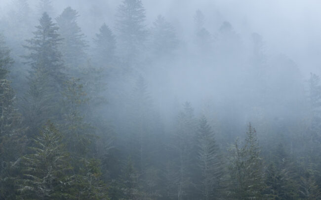Frédéric-Demeuse-tree-photography-misty-forest