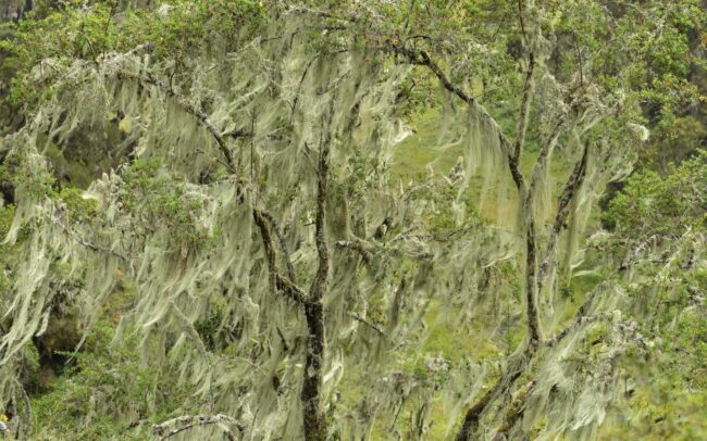 Frederic-Demeuse-tree-photography-lichens-Rwenzori