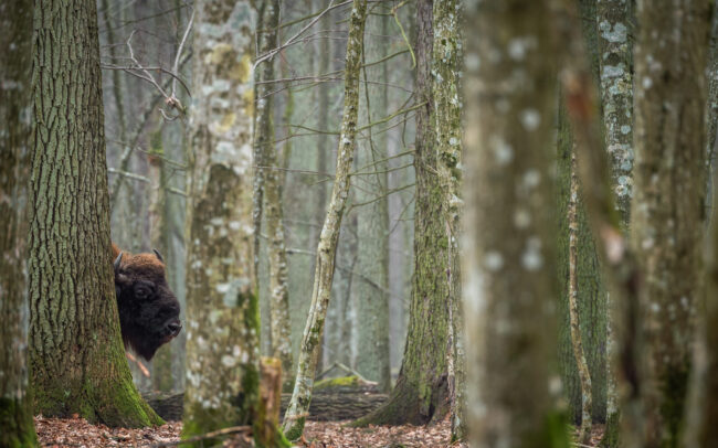 Frédéric-Demeuse-wildlife-photographer-European-bison-Bialowieza-Forest-Poland
