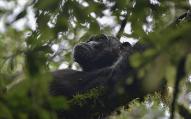 Frédéric Demeuse-wildlife-photographer-sieste chimpanzé