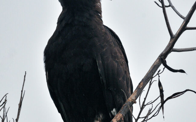 Frédéric-Demeuse-wildlife-photography-Crested-eagle-Tanzania