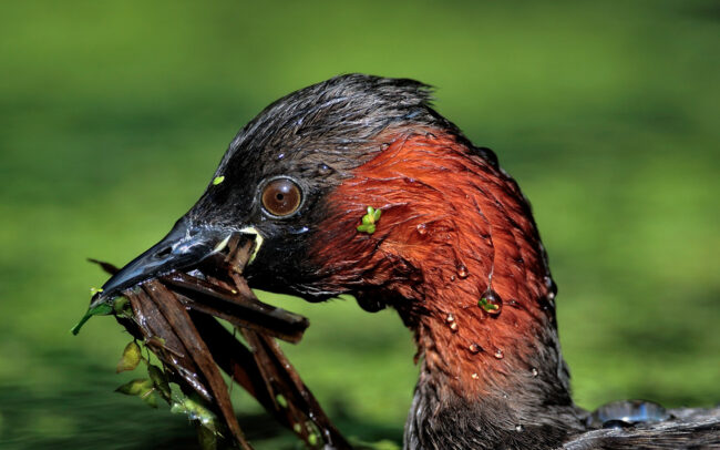 Frédéric-Demeuse-wildlife-photography-Little-grebe-portrait