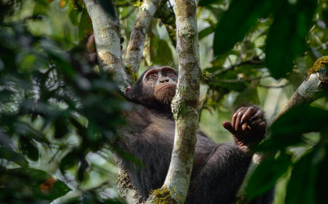 Frédéric-Demeuse-wildlife-photography-animal-picture-chimpanzee-pan-troglodytes-uganda-2