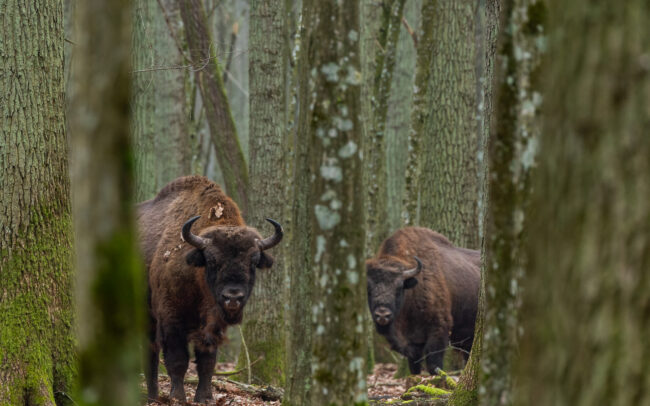 Frédéric-Demeuse-wildlife-photography-wild-European-bison-Bialowieza-Forest