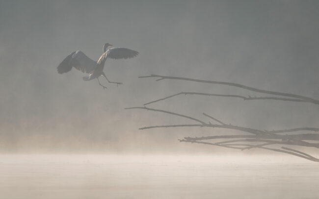 Frédéric-Demeuse-wildlife-photography-heron-autumn