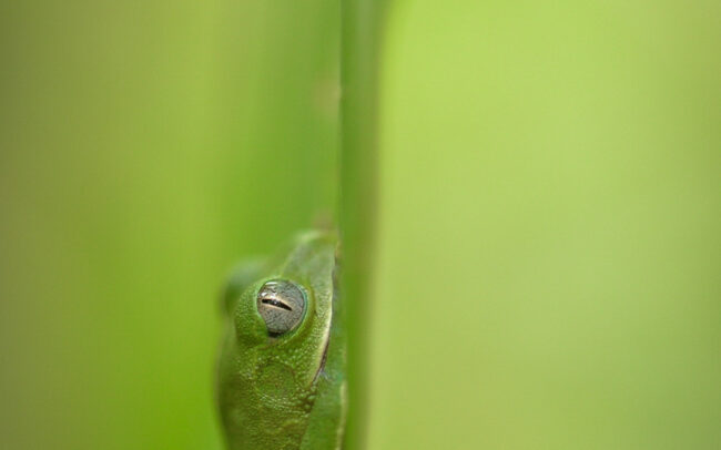 macro-photography-preserve-tree-frog-semliki-forest-uganda