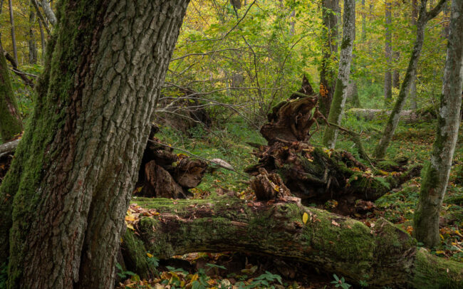 Frédéric-Demeuse-Bialowieza-Forest-Biosphere-reserve-Unesco-site-autumn-11