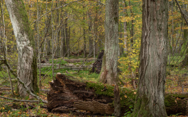 Frédéric-Demeuse-Bialowieza-Forest-Biosphere-reserve-Unesco-site-autumn-12