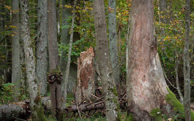 Frédéric-Demeuse-Bialowieza-Forest-Biosphere-reserve-Unesco-site-autumn-14