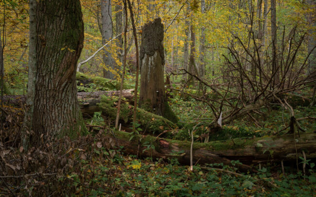 Frédéric-Demeuse-Bialowieza-Forest-Biosphere-reserve-Unesco-site-autumn-7